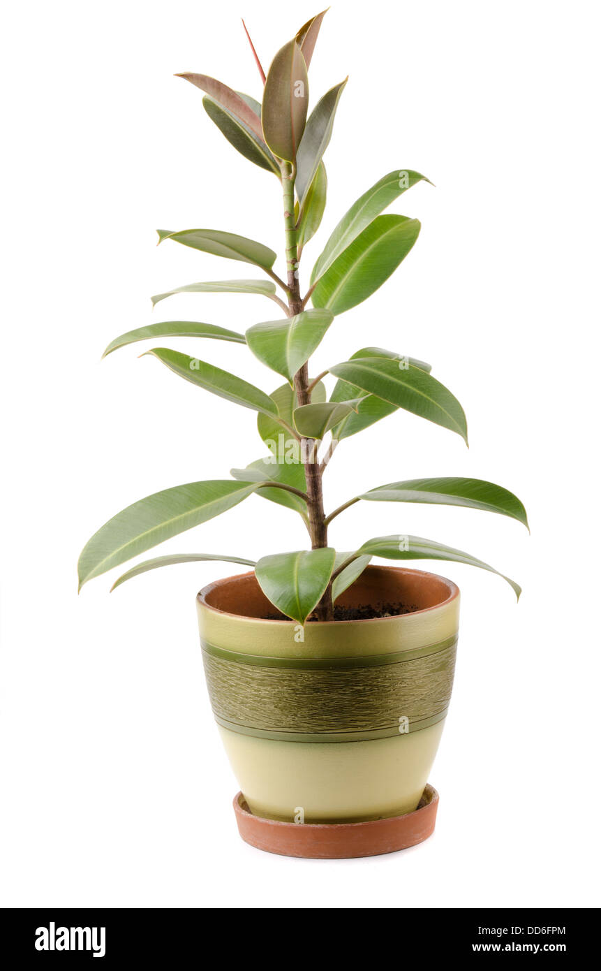 Ficus elastica houseplant in pot isolated on white Stock Photo
