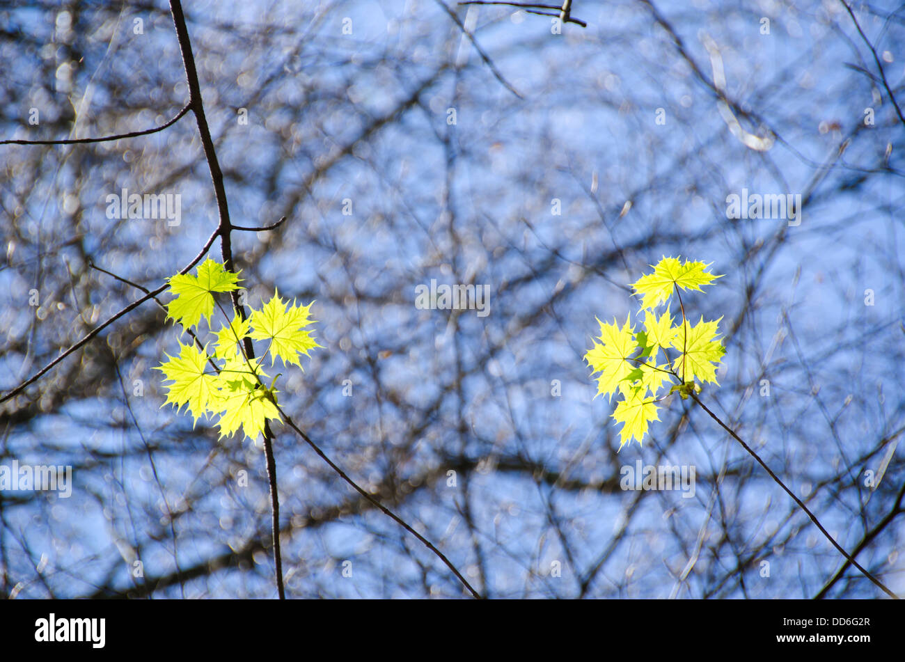 Sycamore maple, Acer pseudoplatanus, seen from below in spring Stock Photo