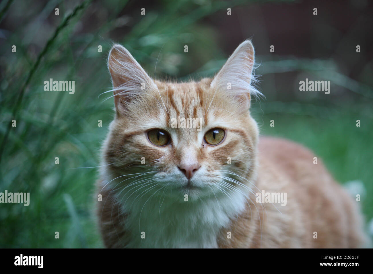 Beautiful long haired ginger cat Stock Photo - Alamy