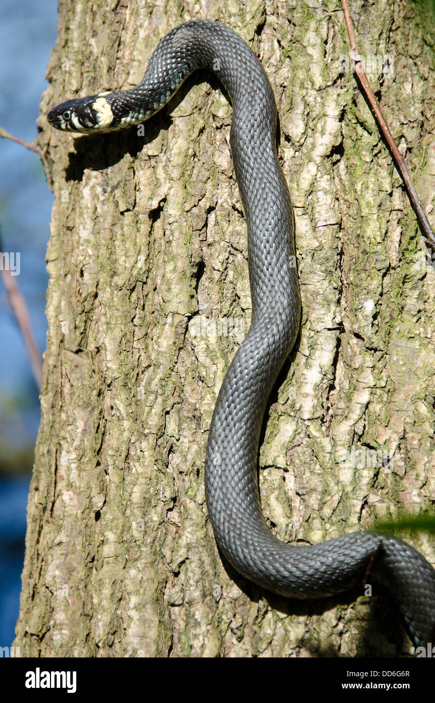 Tree climbing snake hires stock photography and images Alamy