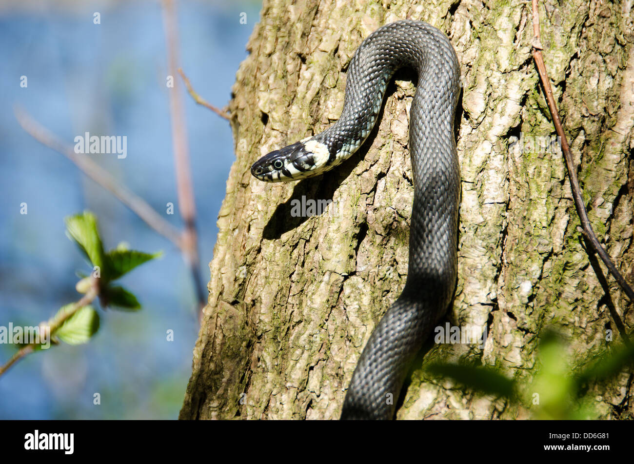 Tree climbing snake hires stock photography and images Alamy