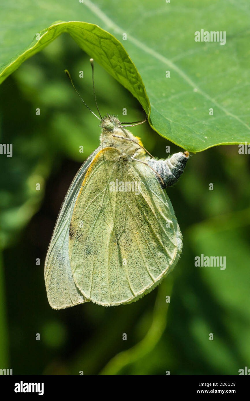 Large White butterfly (Pieris brassicae) egg laying on Nasturtium leaf, St Agnes, Isles of Scilly Stock Photo