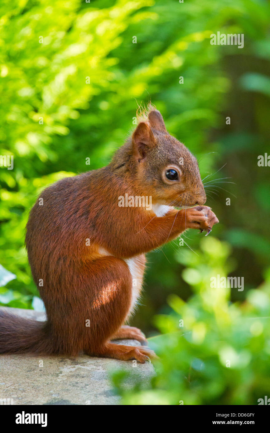 British Red Squirrel Stock Photo - Alamy