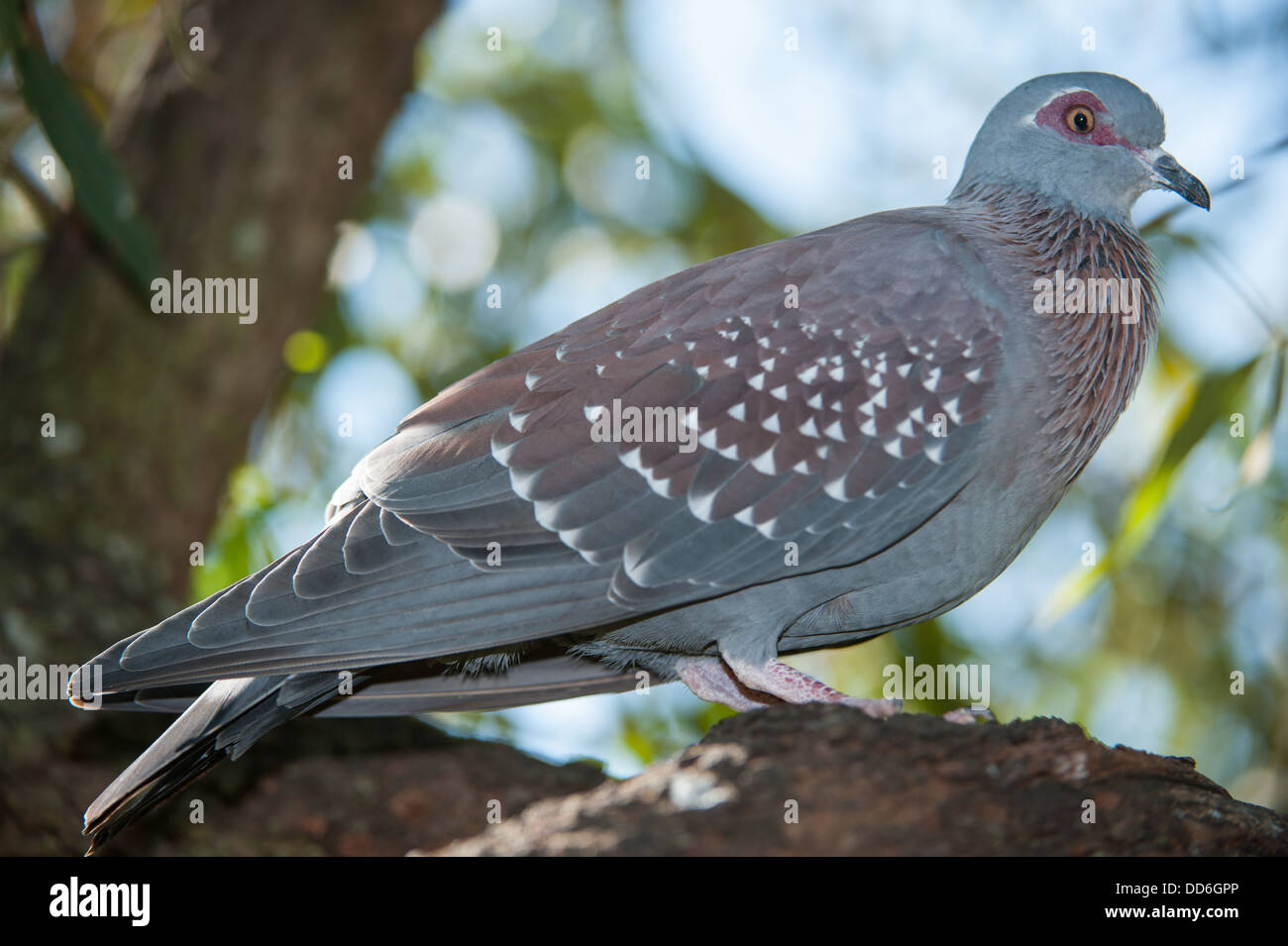 Speckled pigeon, Columba guinea, Pilanesberg Game Reserve, South Africa Stock Photo