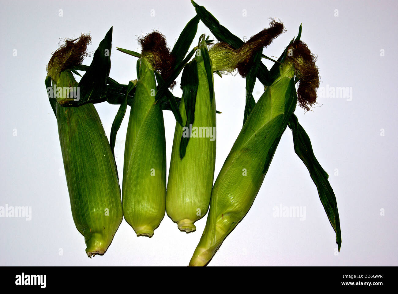 Freshly picked sweet eating corn wrapped in husks with drying silk Stock Photo