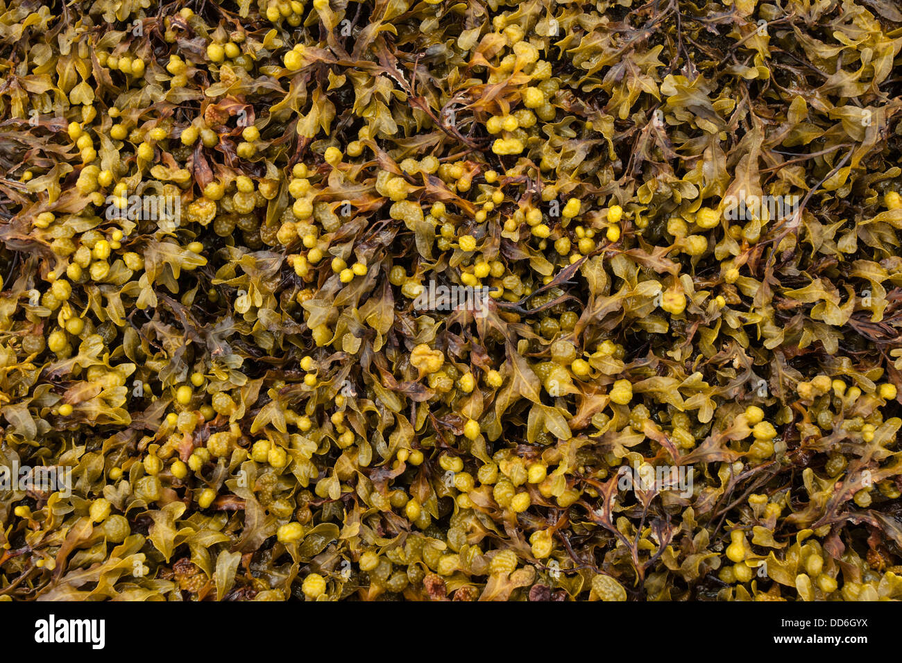 Close-up of yellow seaweed at Salen Bay, Isle of Mull, Argyll and Bute Stock Photo