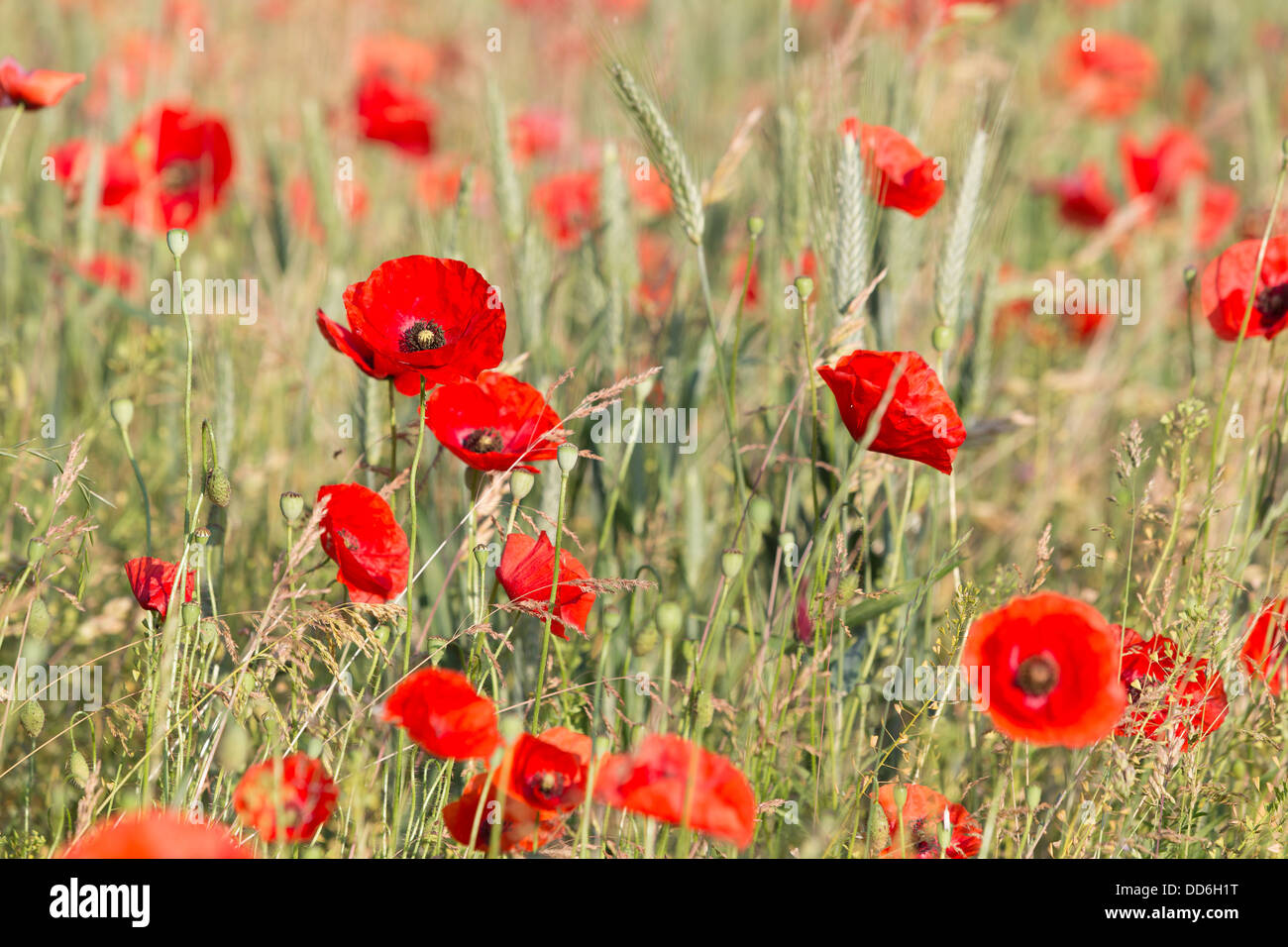 Poppies in a corn field in the French Alps Stock Photo