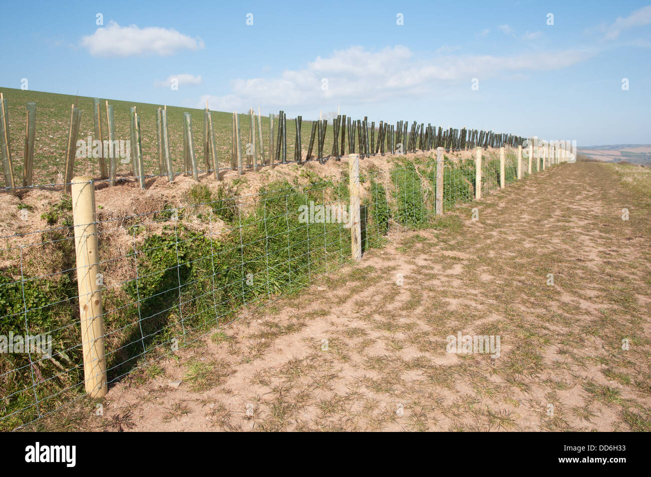 New hedge planted on bank along field boundary. Shrubs in protective sleeves Stock Photo