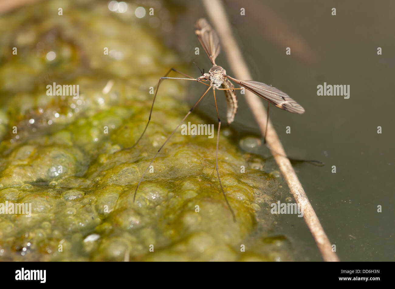 Female cranefly (Tipulidae) laying eggs in algal mat on surface of
