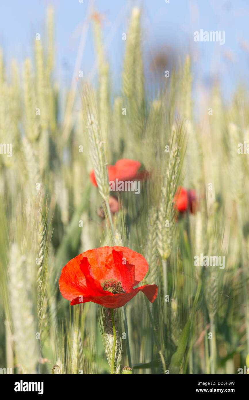 Alpine poppies hi-res stock photography and images - Alamy