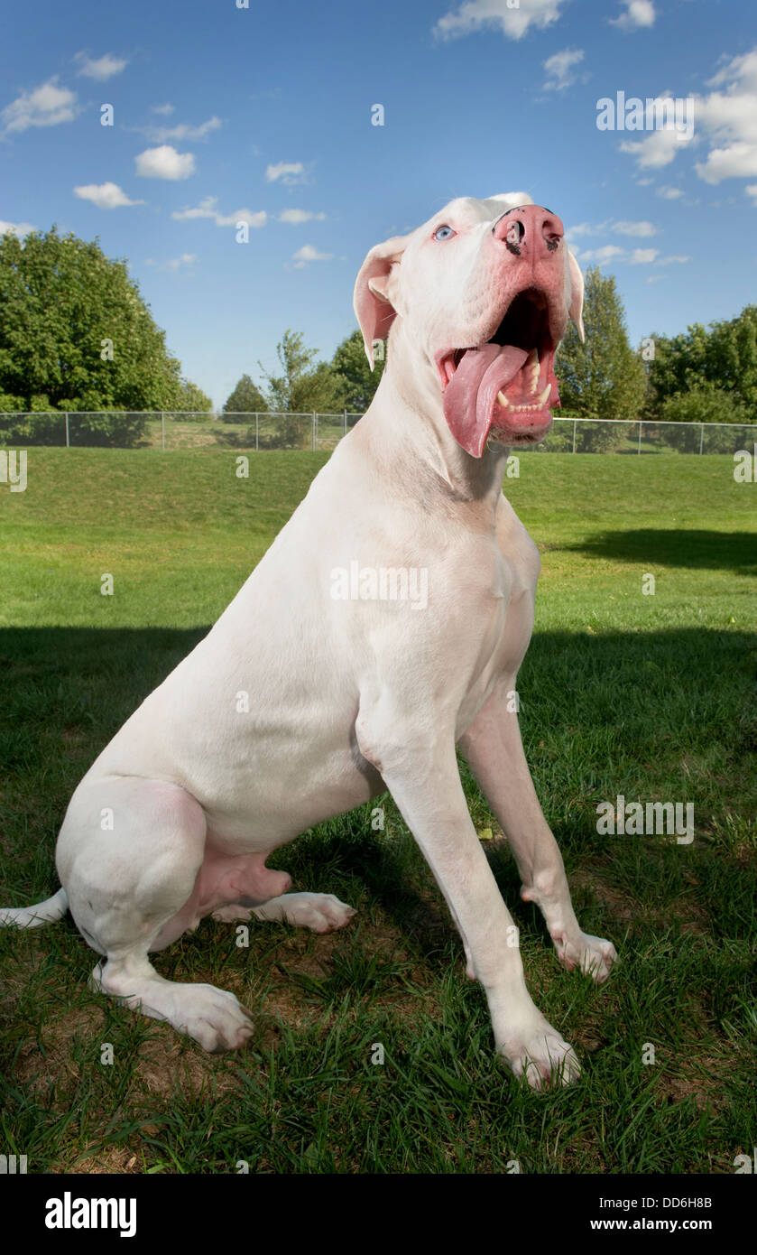 White great dane dog sitting outside on the lawn with his tongue hanging out. Stock Photo