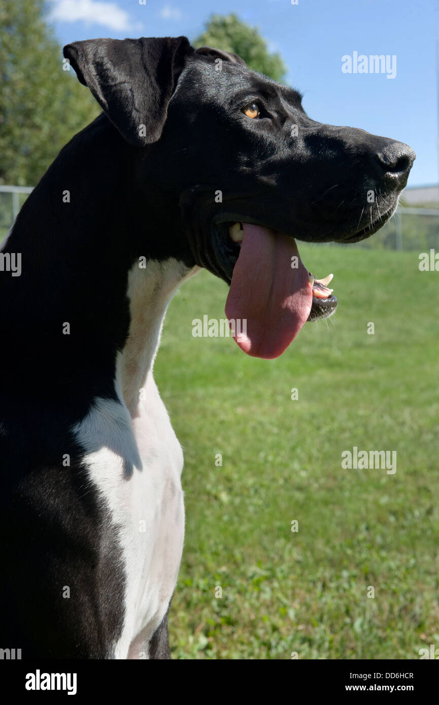 Profile portrait of a black and white great dane dog sitting outside on the lawn. Lovely large dog face with her tongue hanging out. Stock Photo