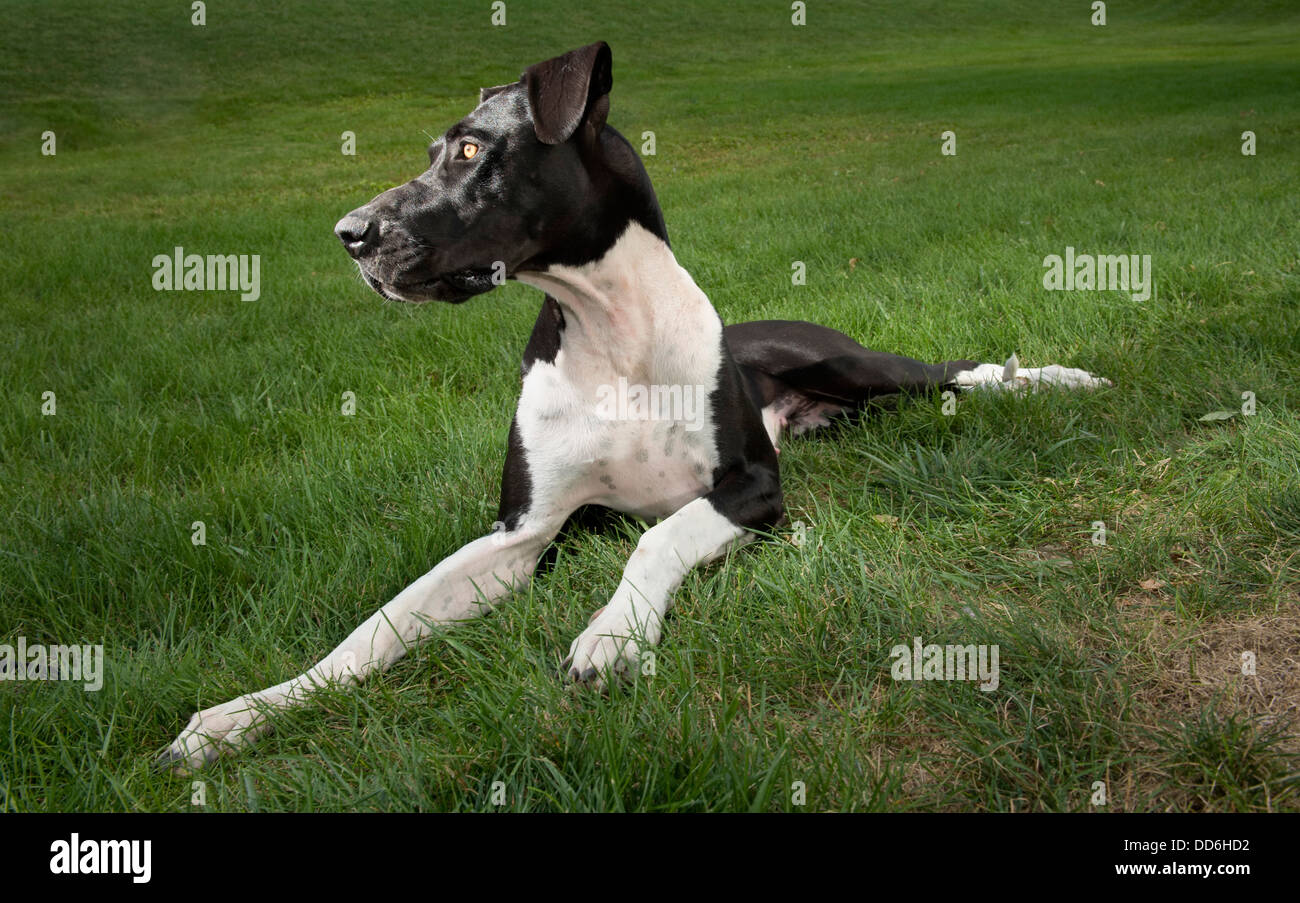 Cute large black and white great dane dog lying on the grass on a sunny day looking to the side. Stock Photo