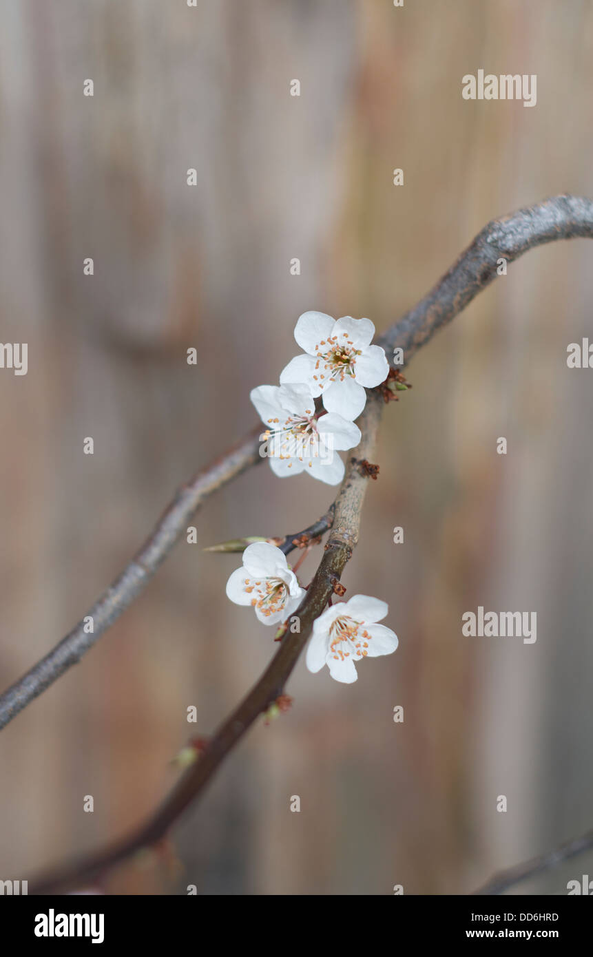 Cherry Blossom on tree in Queenstown, New Zealand Stock Photo Alamy