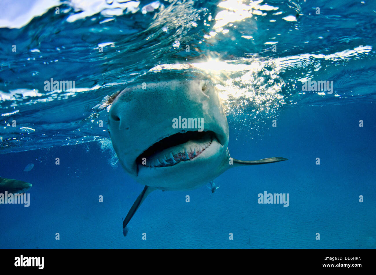Lemon shark swimming in water hires stock photography and images Alamy