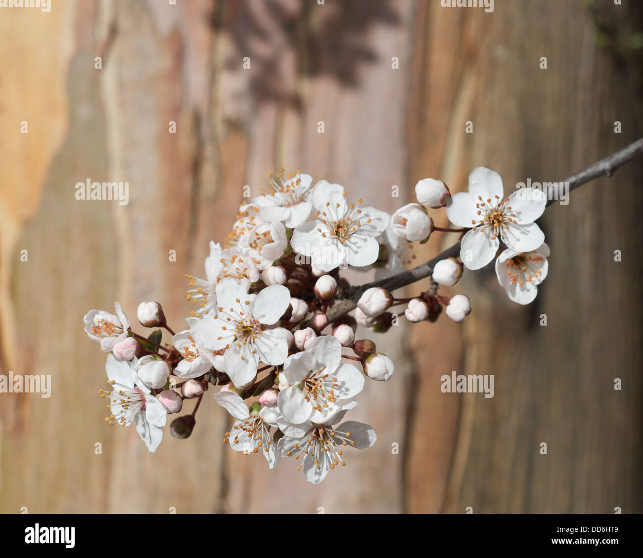 Cherry Blossom on tree in Queenstown, New Zealand Stock Photo Alamy