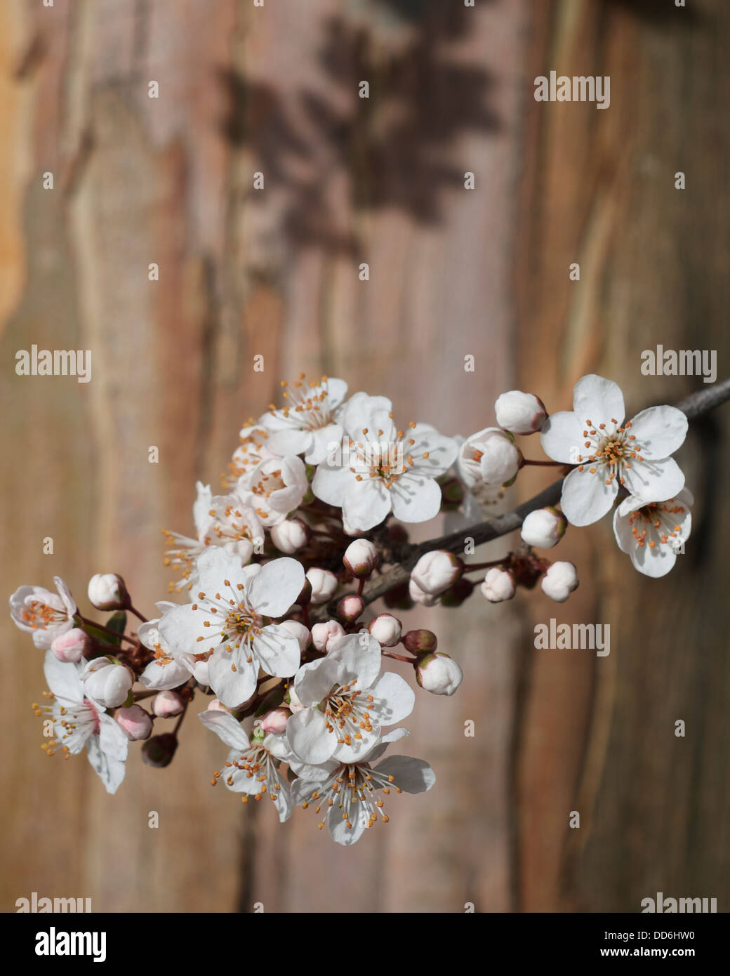 Cherry Blossom on tree in Queenstown, New Zealand Stock Photo Alamy