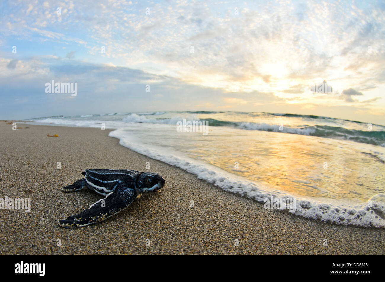 This is a photo of a leatherback sea turtle hatchling making its way out into the ocean one morning on Juno Beach Florida. Stock Photo