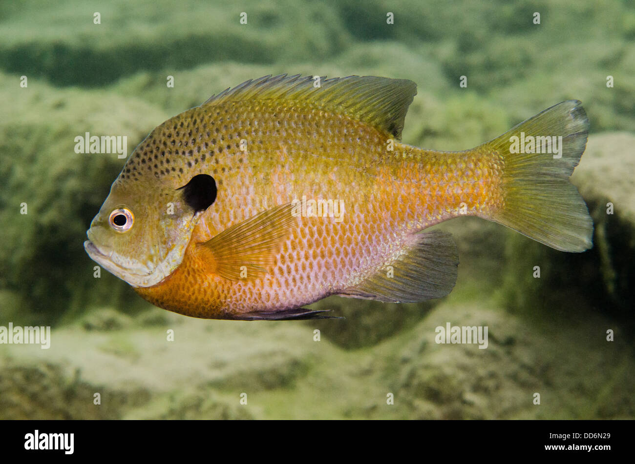 A Longear Sunfish, Lepomis megalotis, freshwater fish swims in the water of an abandoned quarry. Stock Photo