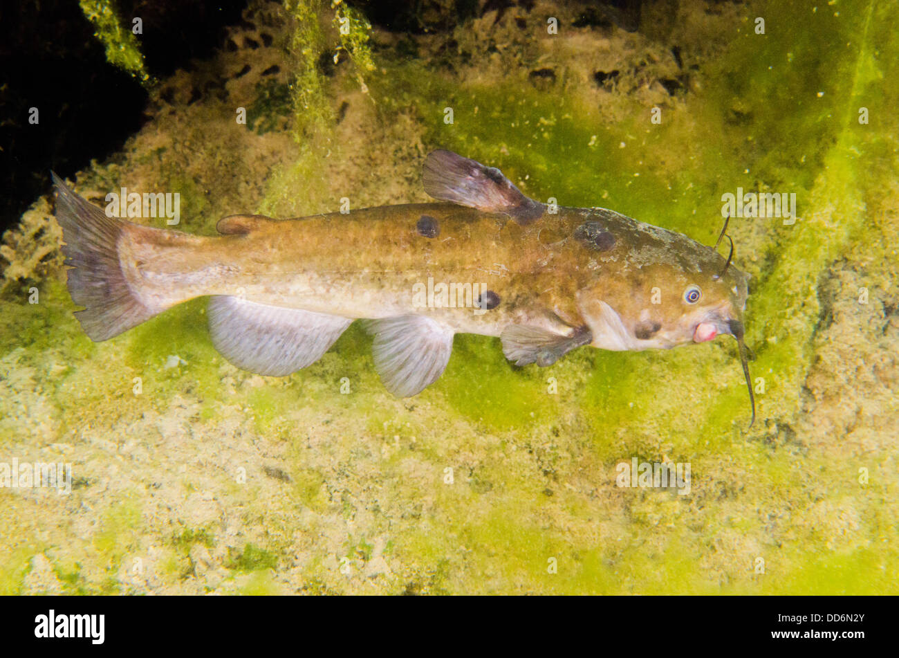 A Black Bullhead freshwater fish, Ameiurus melas, showing some tumors hunts for prey in the waters of an abandoned quarry. Stock Photo