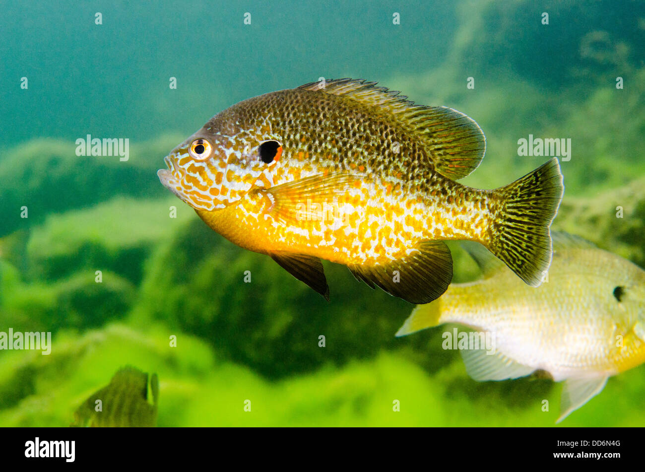A "Pumpkinseed" freshwater fish, Lepomis gibbosus, swims in an