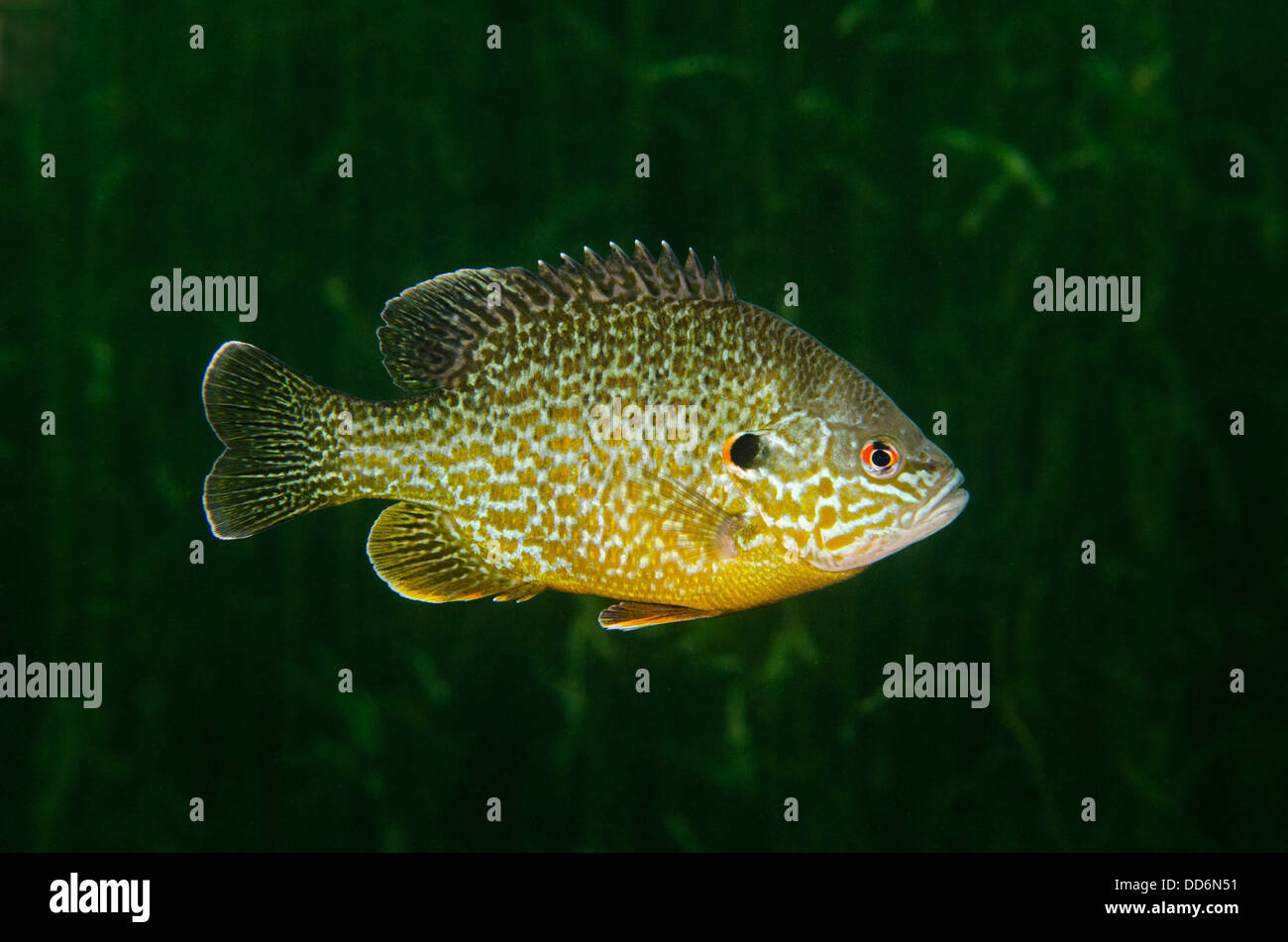 A "Pumpkinseed" freshwater fish, Lepomis gibbosus, swims in an abandoned quarry. Stock Photo