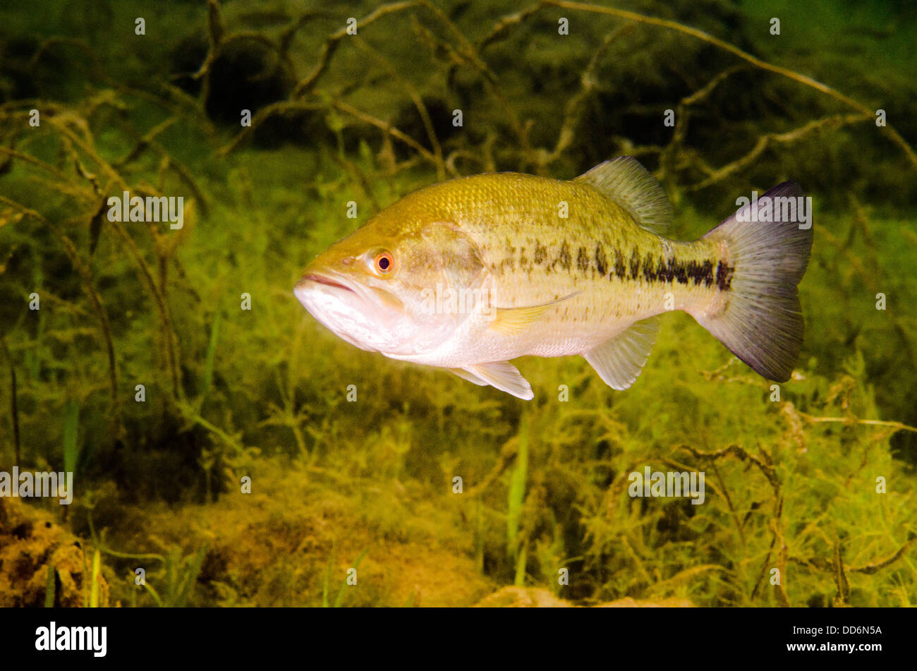 A Largemouth Bass freshwater fish, Micropterus salmoides, swims in the