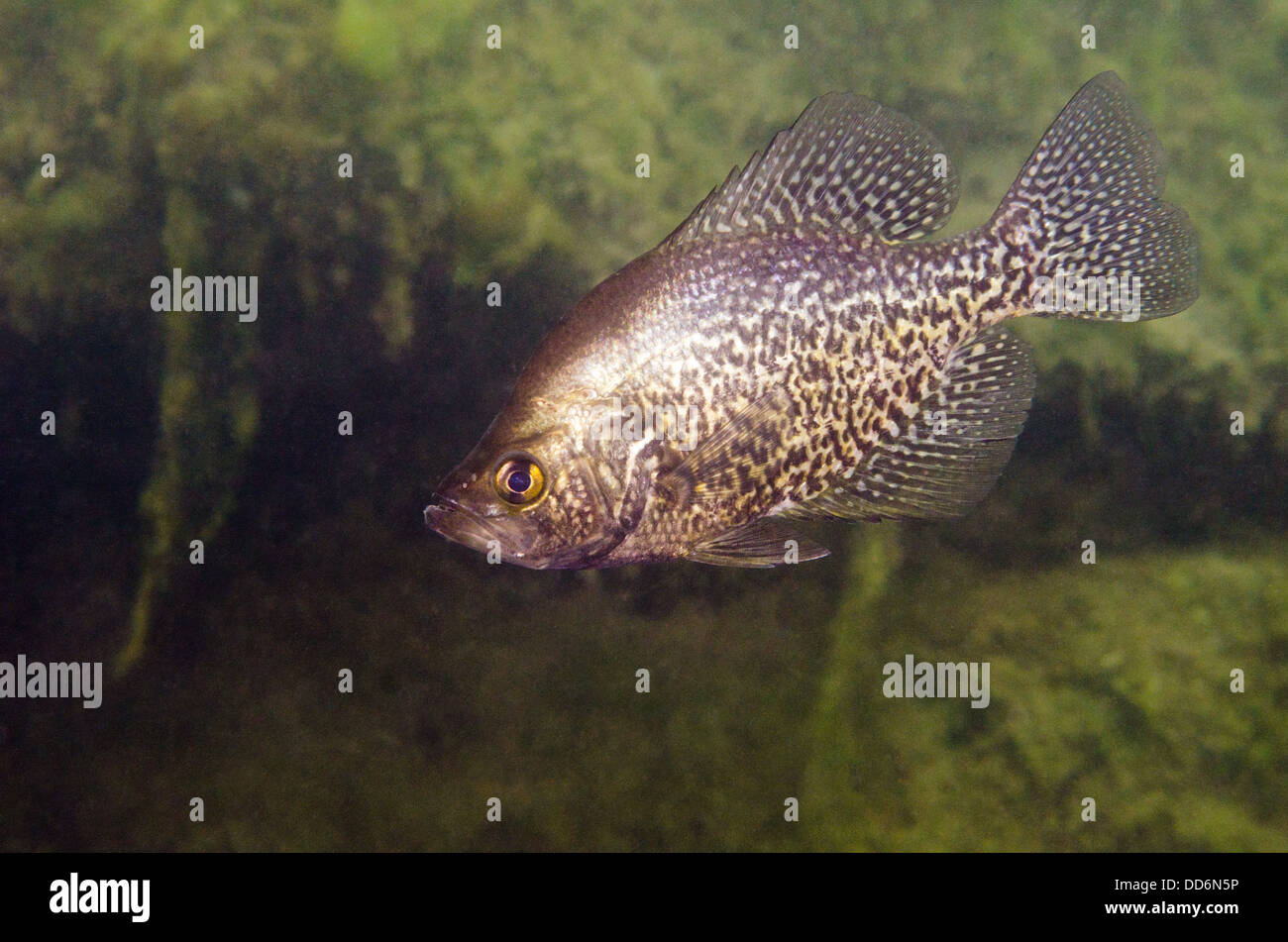 Photograph of a 'Black Crappie' , Pomoxis nigromaculatus, freshwater fish swimming in a abandoned quarry. Stock Photo