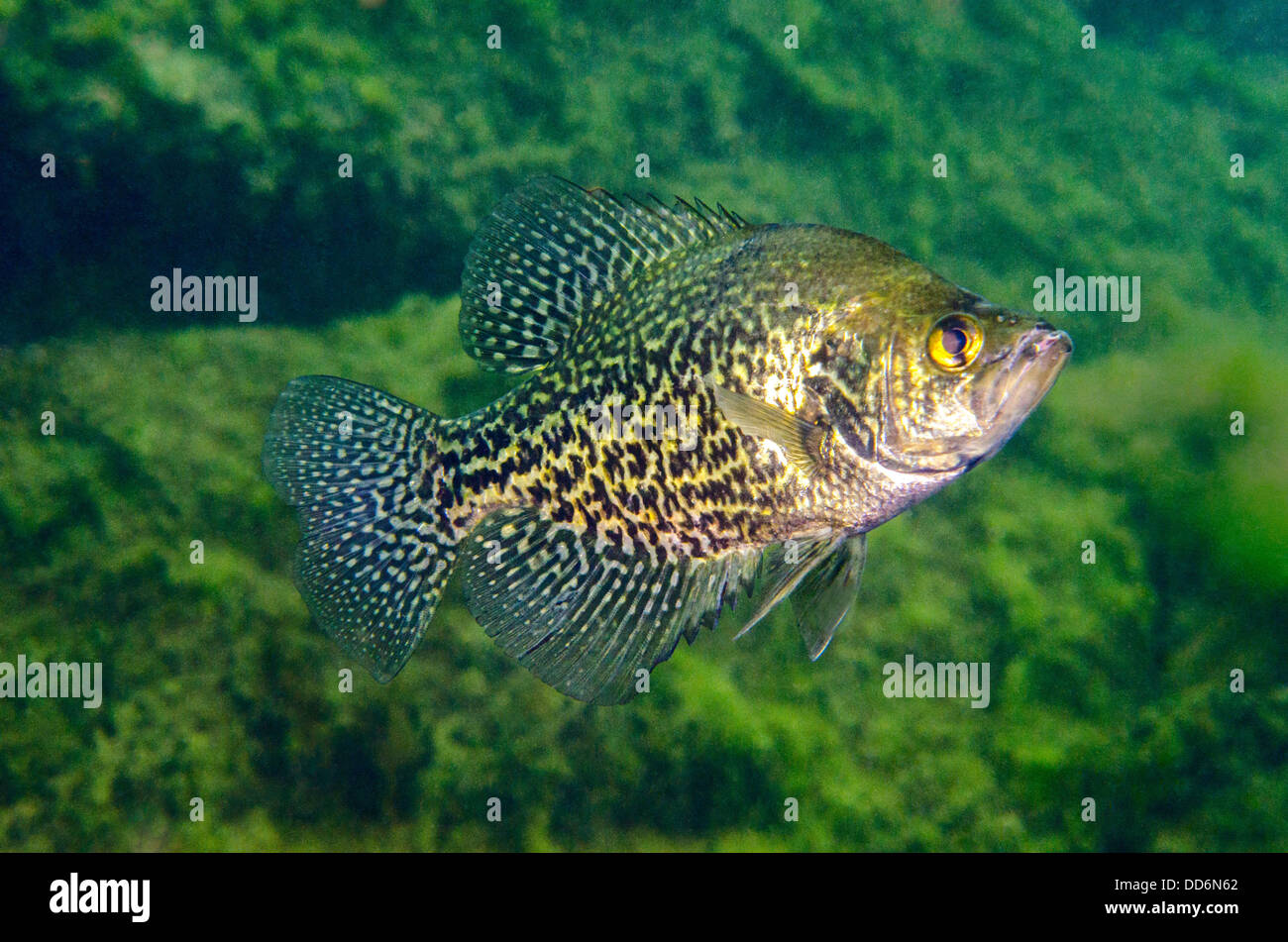 Black crappie hi-res stock photography and images - Alamy
