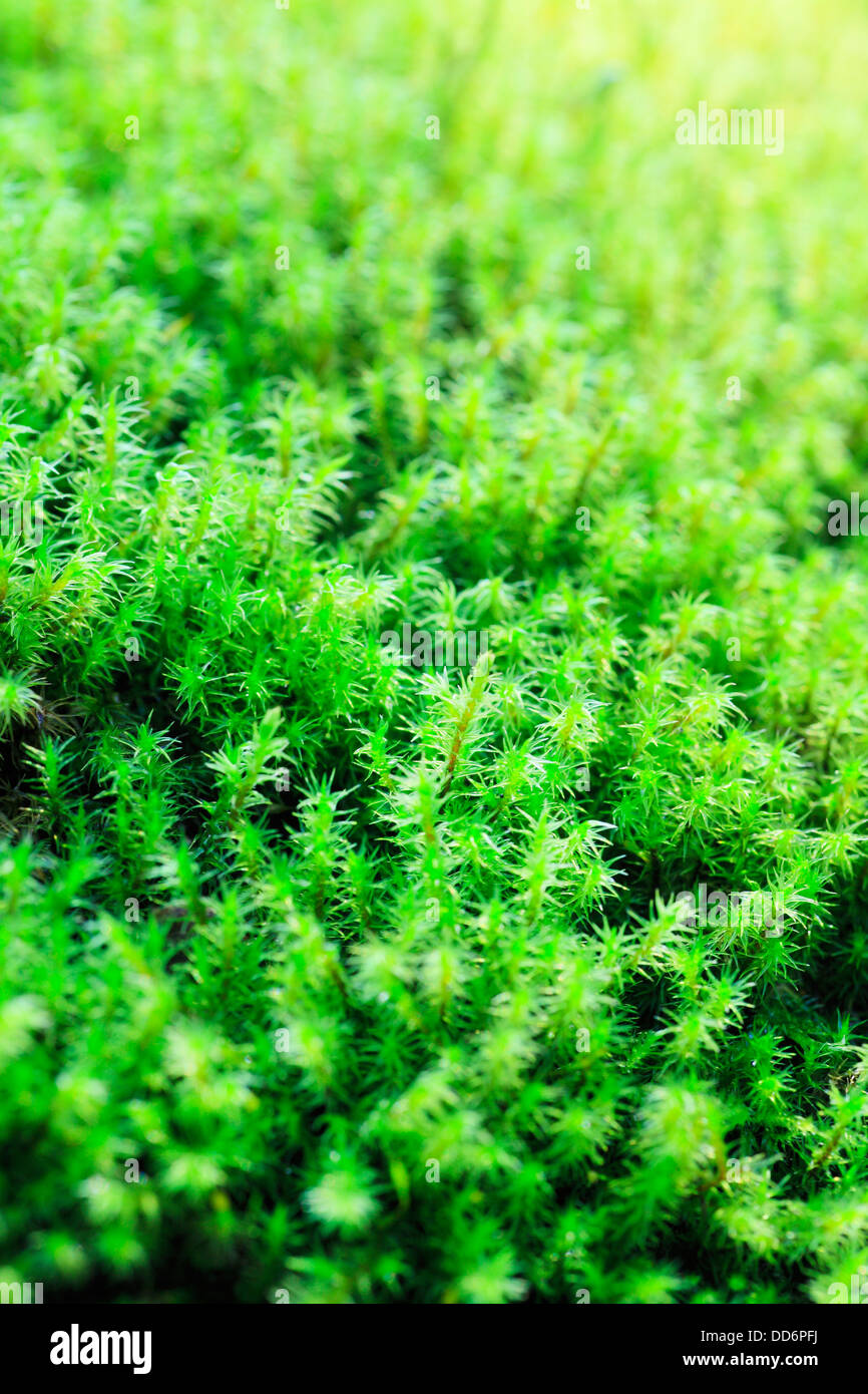 Green soft moss japan hi-res stock photography and images - Alamy