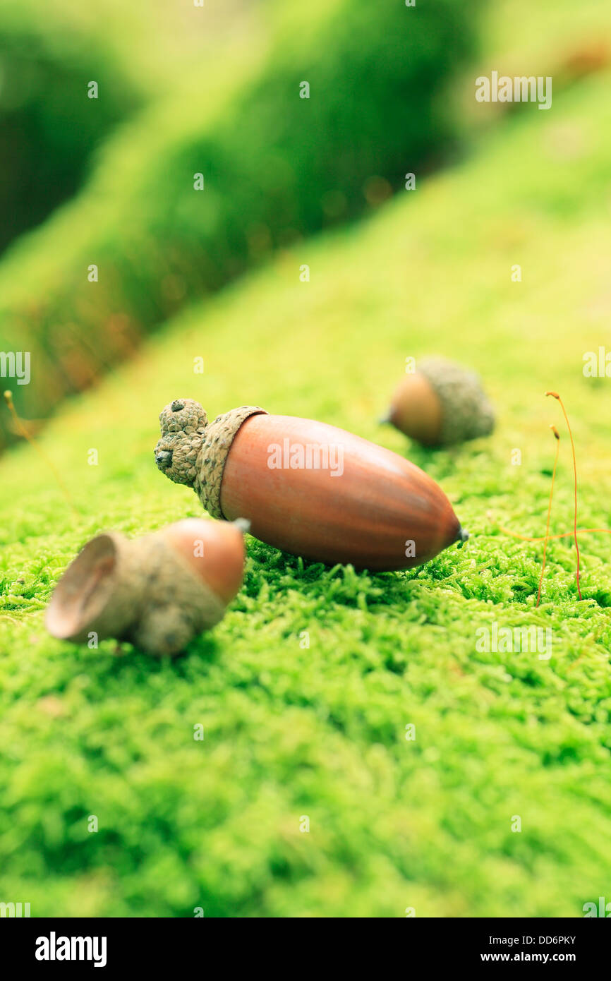 Acorns on moss Stock Photo