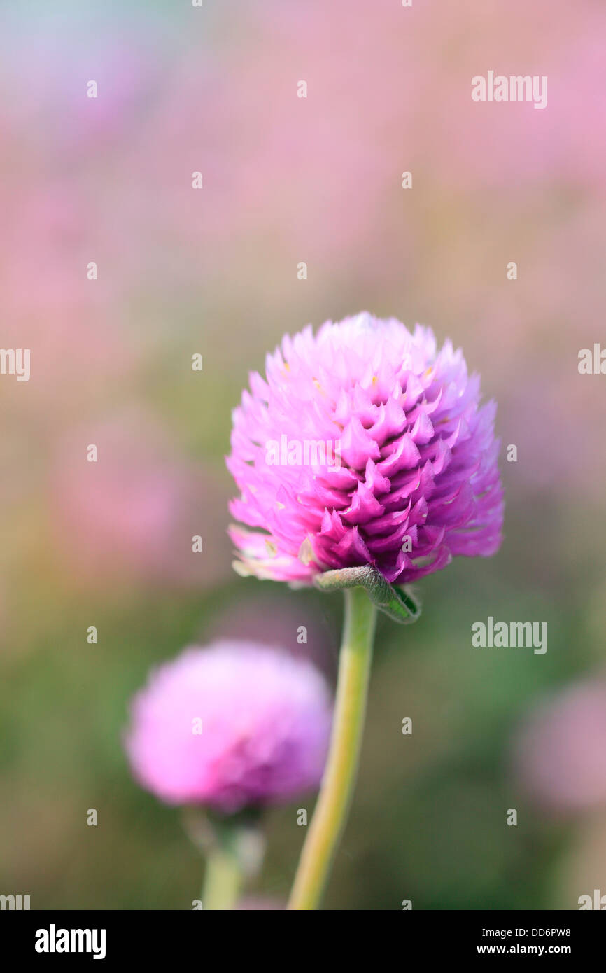 Globe amaranth Stock Photo - Alamy