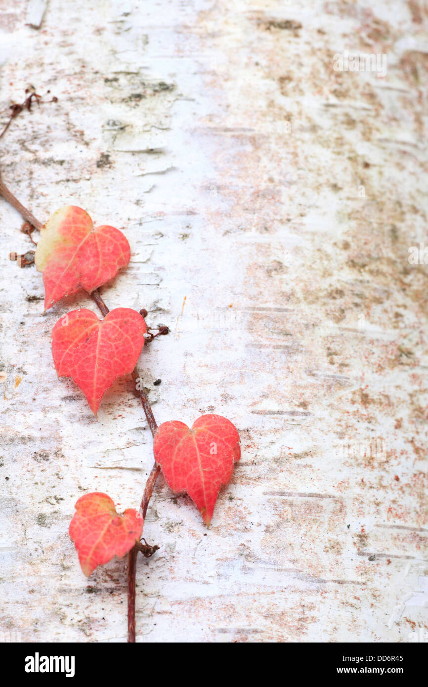 Red leaves on birch tree Stock Photo Alamy