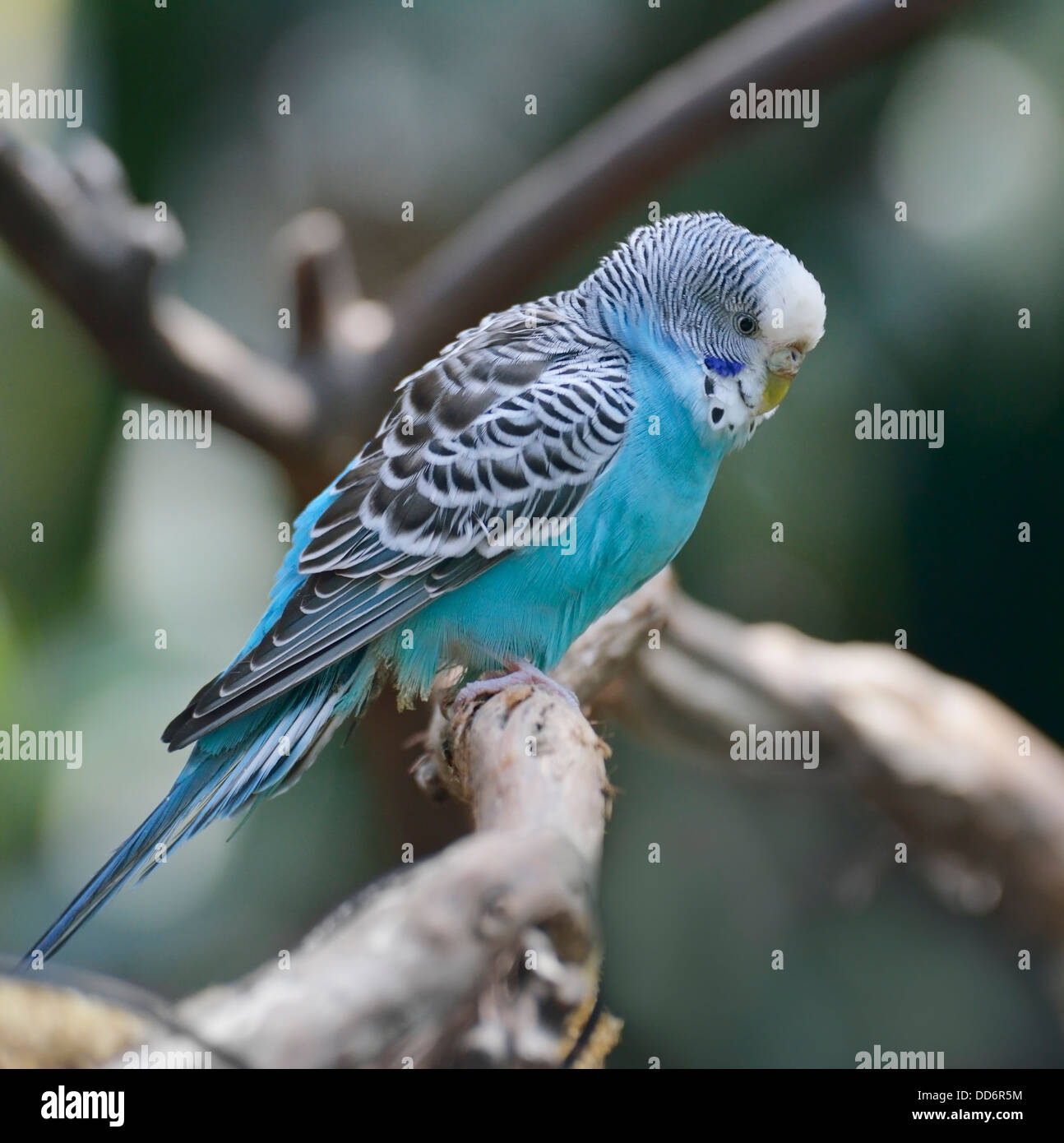 Blue Budgerigar Perching On A Branch Stock Photo