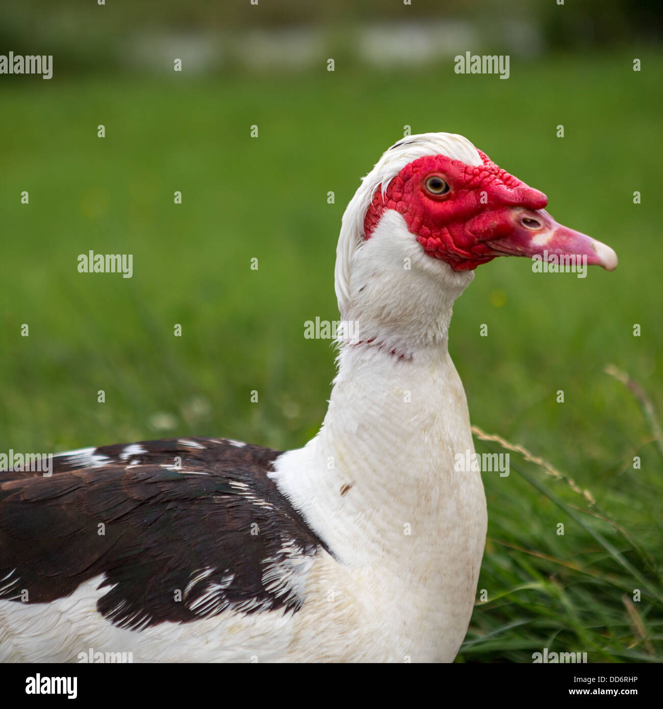 Profile of a domestic female Muscovy duck Stock Photo