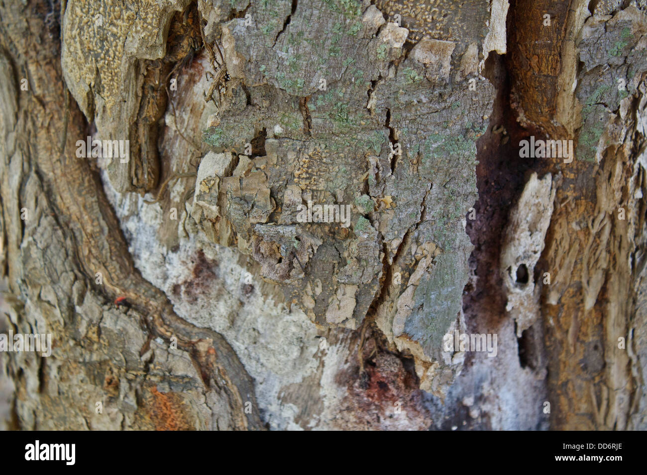 Old trees brown skin breaks. Stock Photo