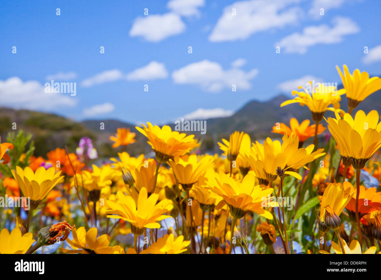 Flower garden and sky Stock Photo - Alamy