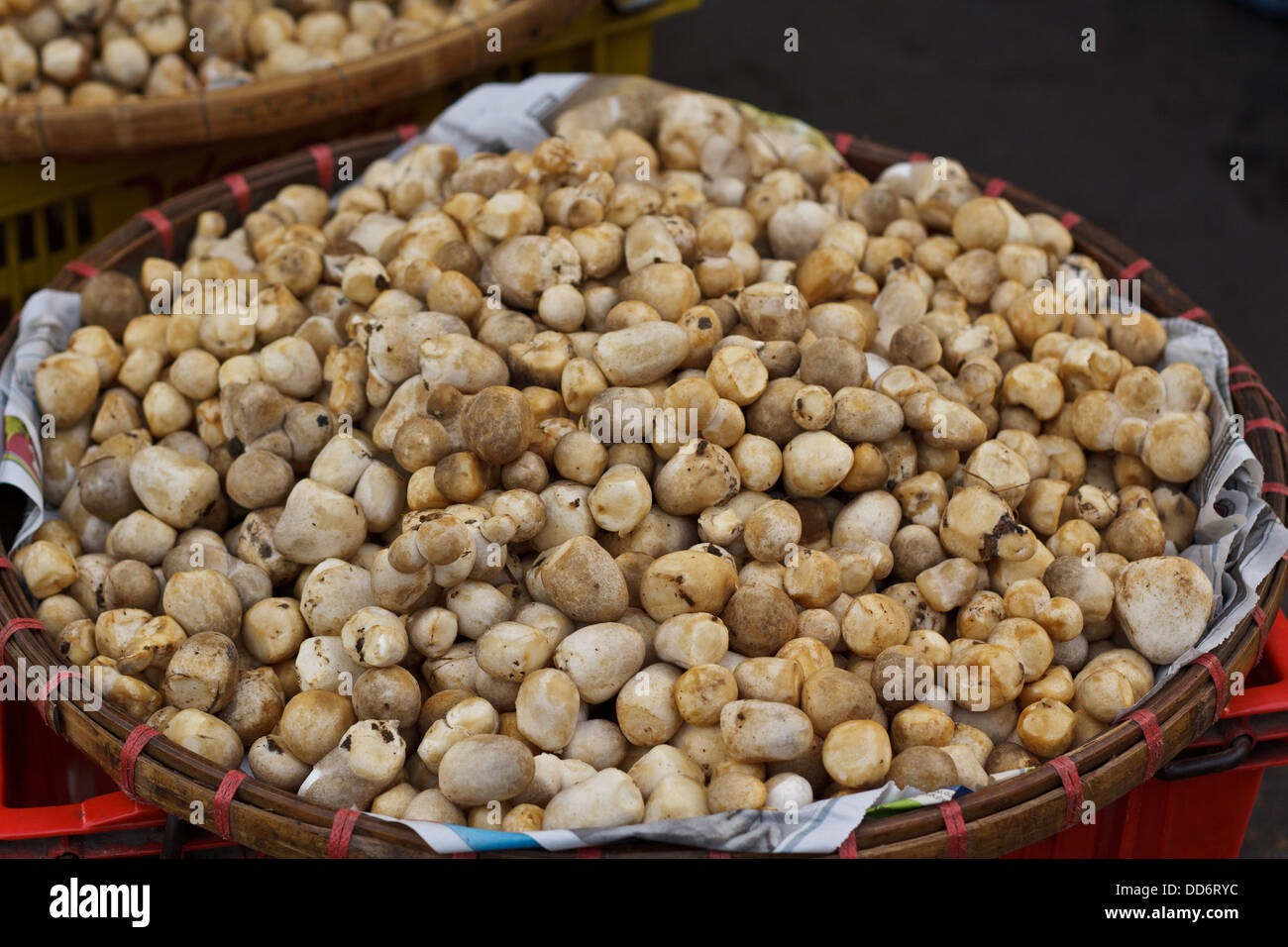 Volvariella mushroom sell in market thailand. Stock Photo