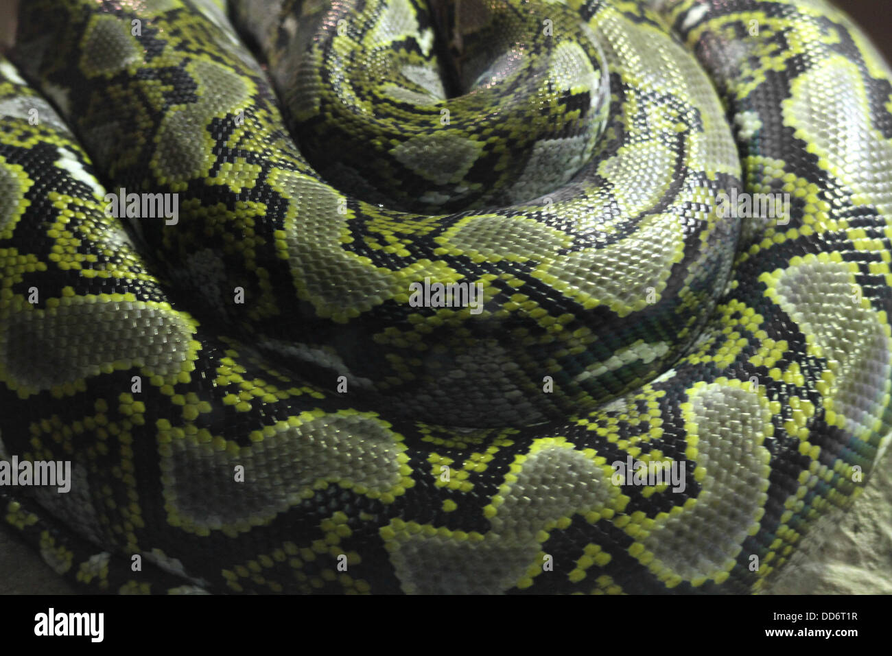 Candy snakes isolated against a white background Stock Photo - Alamy