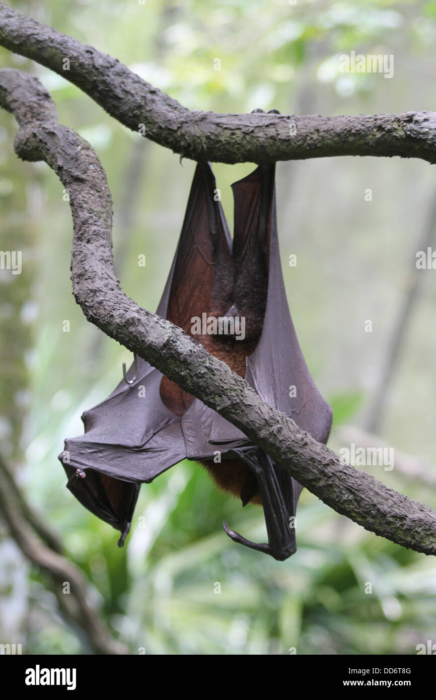 Flying fox bat female hi-res stock photography and images - Alamy