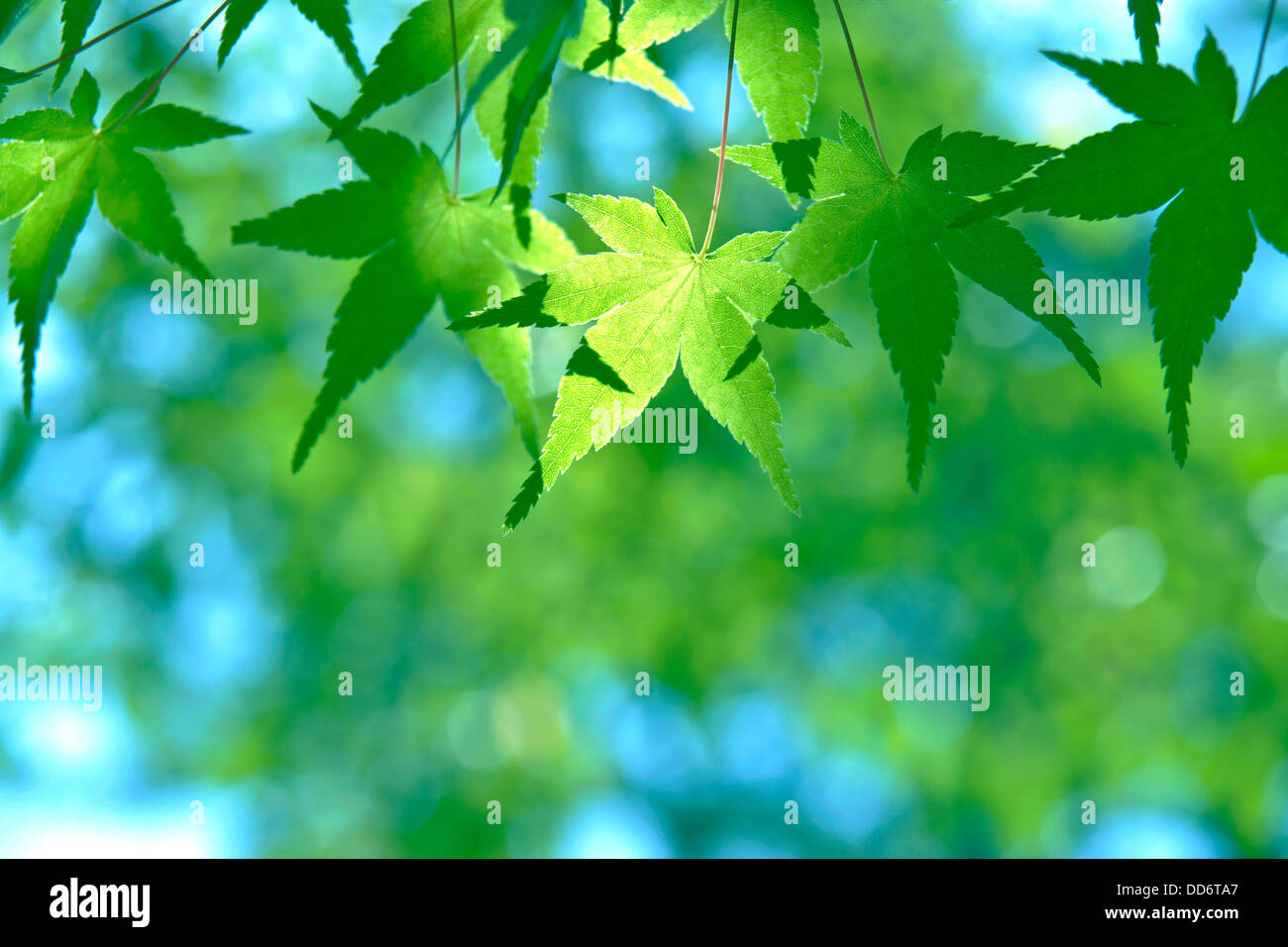 Green maple leaves Stock Photo - Alamy