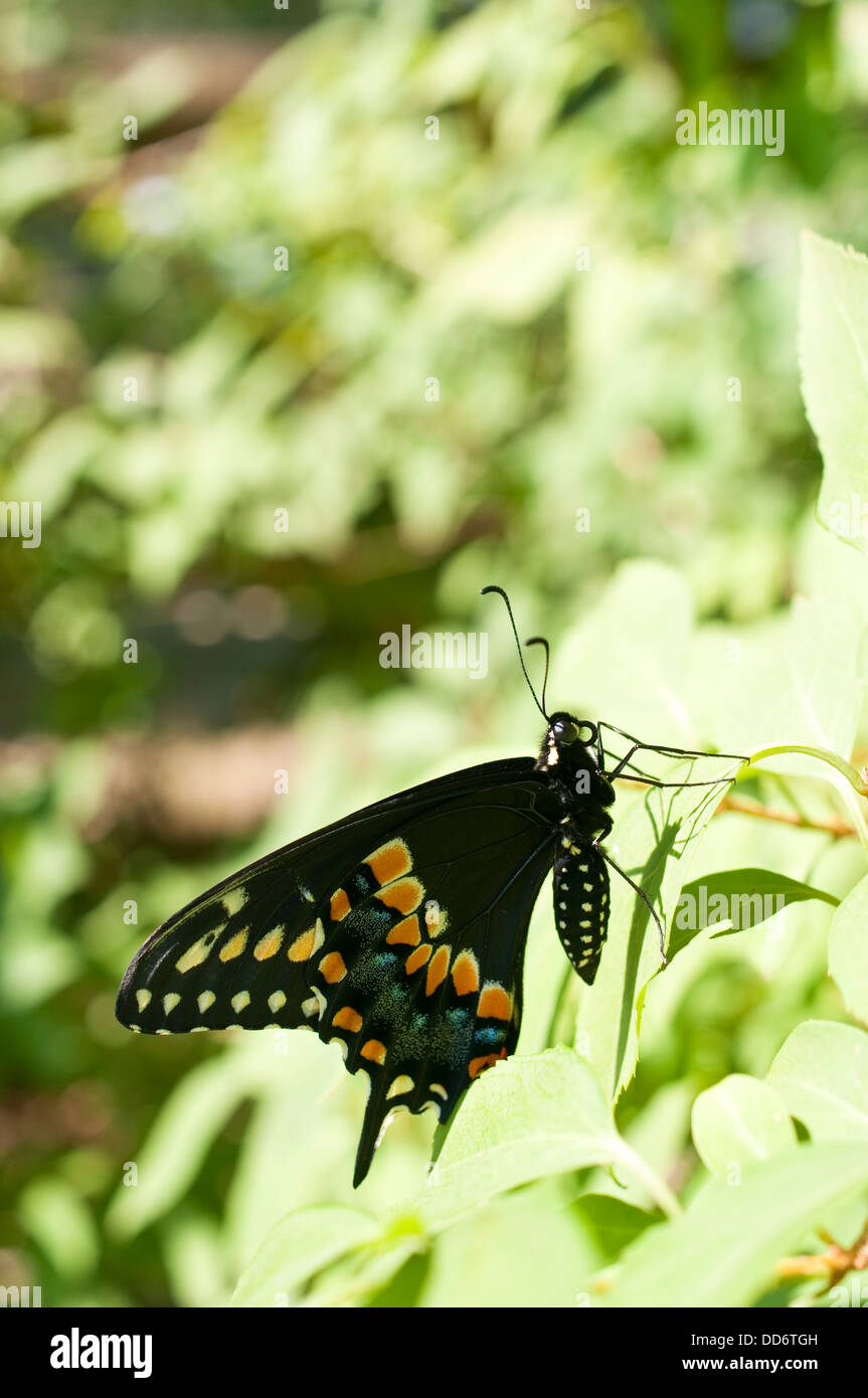 A ventral view of a male Black Swallowtail butterfly, on a plant in a garden in New Jersey, USA. Stock Photo