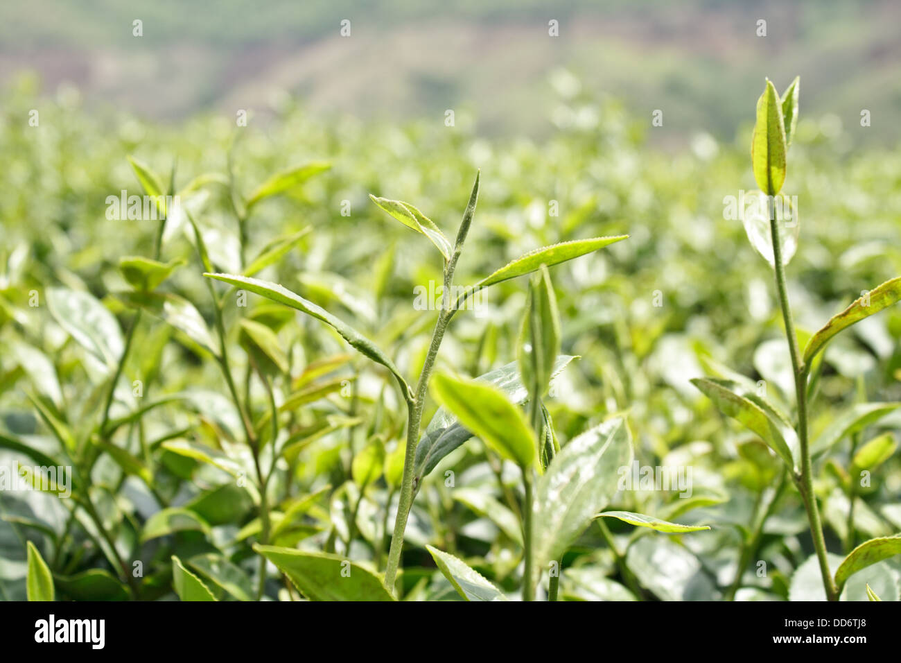 Most green tea leaves in the morning Stock Photo Alamy