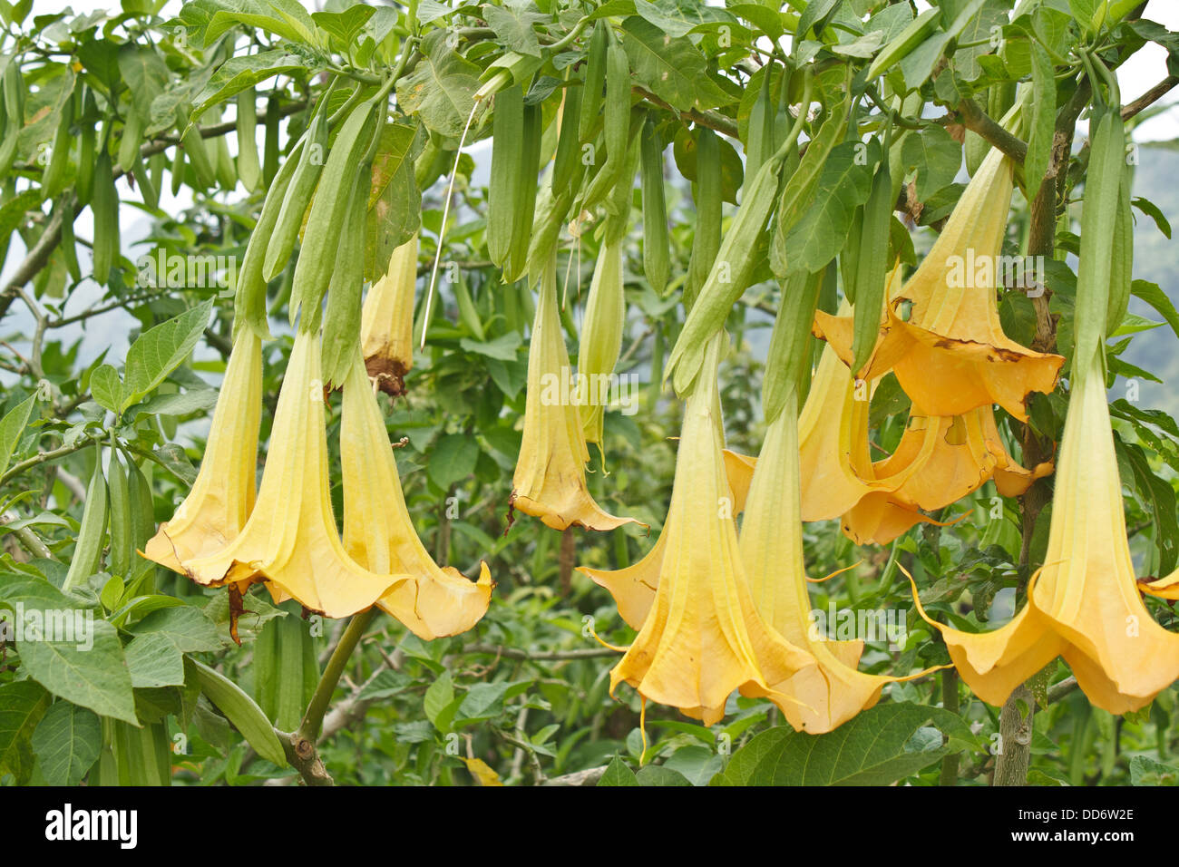 Beautiful bell hires stock photography and images Alamy