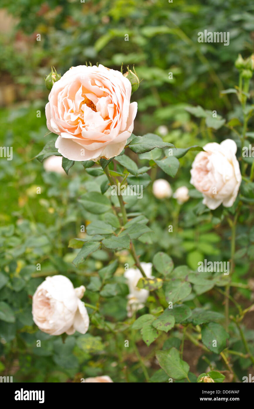 Beautiful orange garden rose hi-res stock photography and images - Alamy