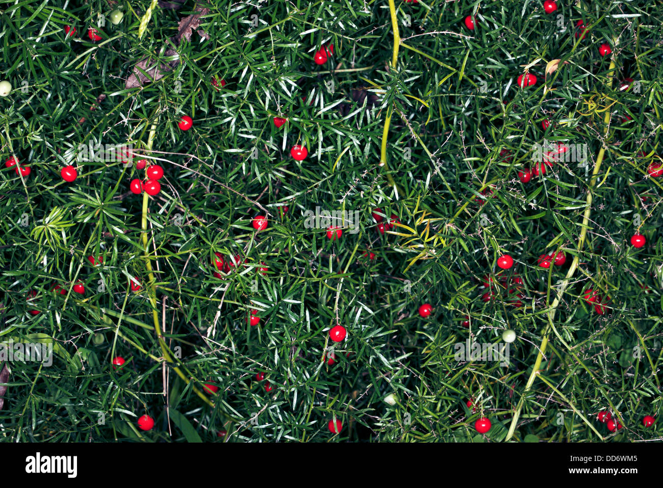 Asparagus fern hires stock photography and images Alamy