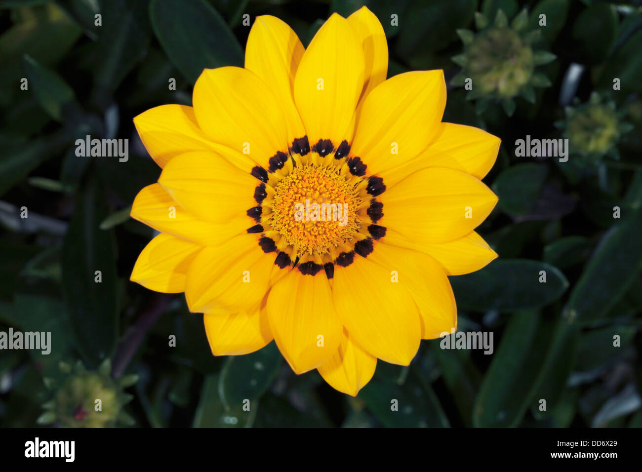 Closeup of Gazania/Treasure Flowers showing detail of flower centres