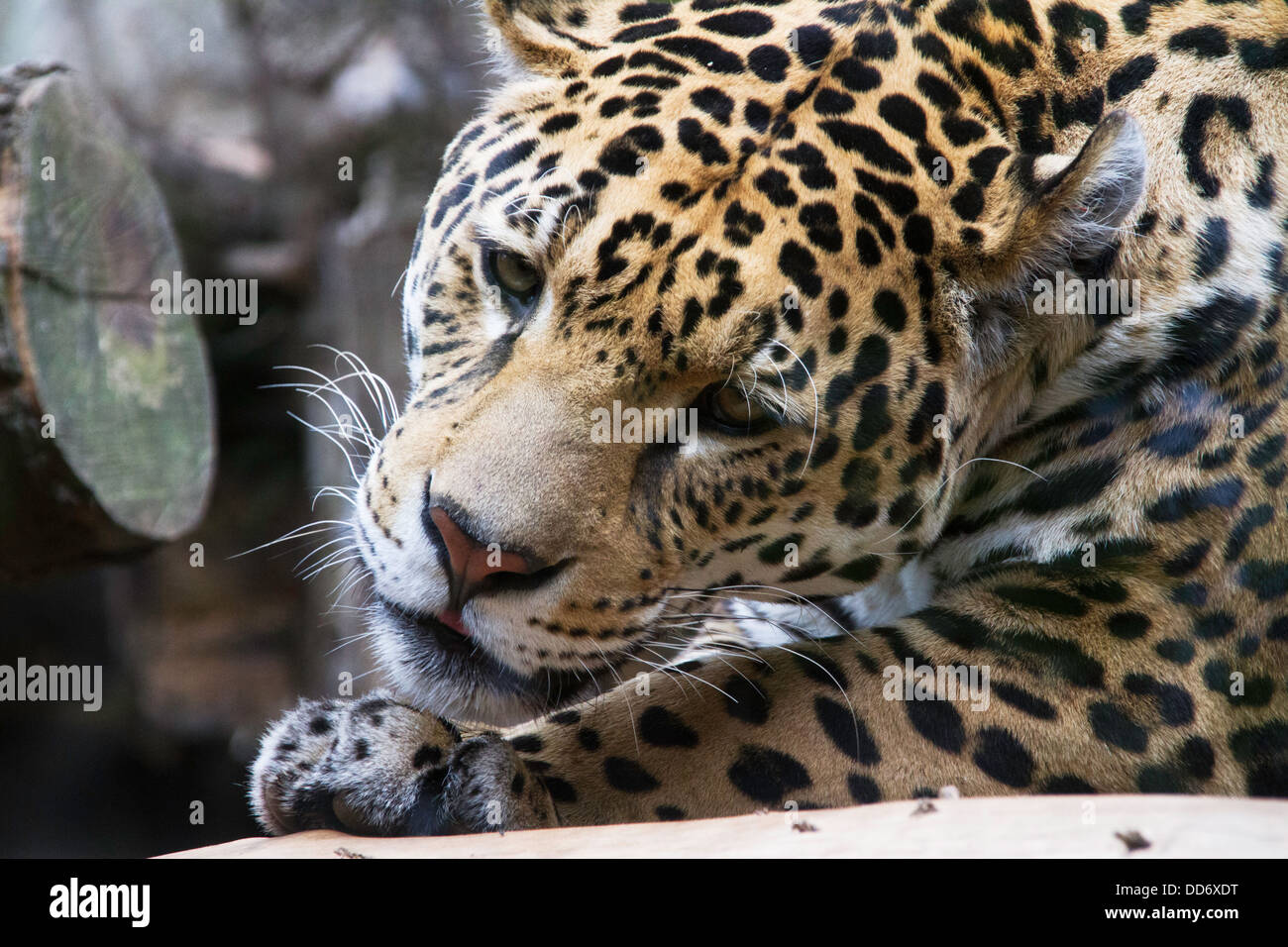 Female jaguar hires stock photography and images Alamy