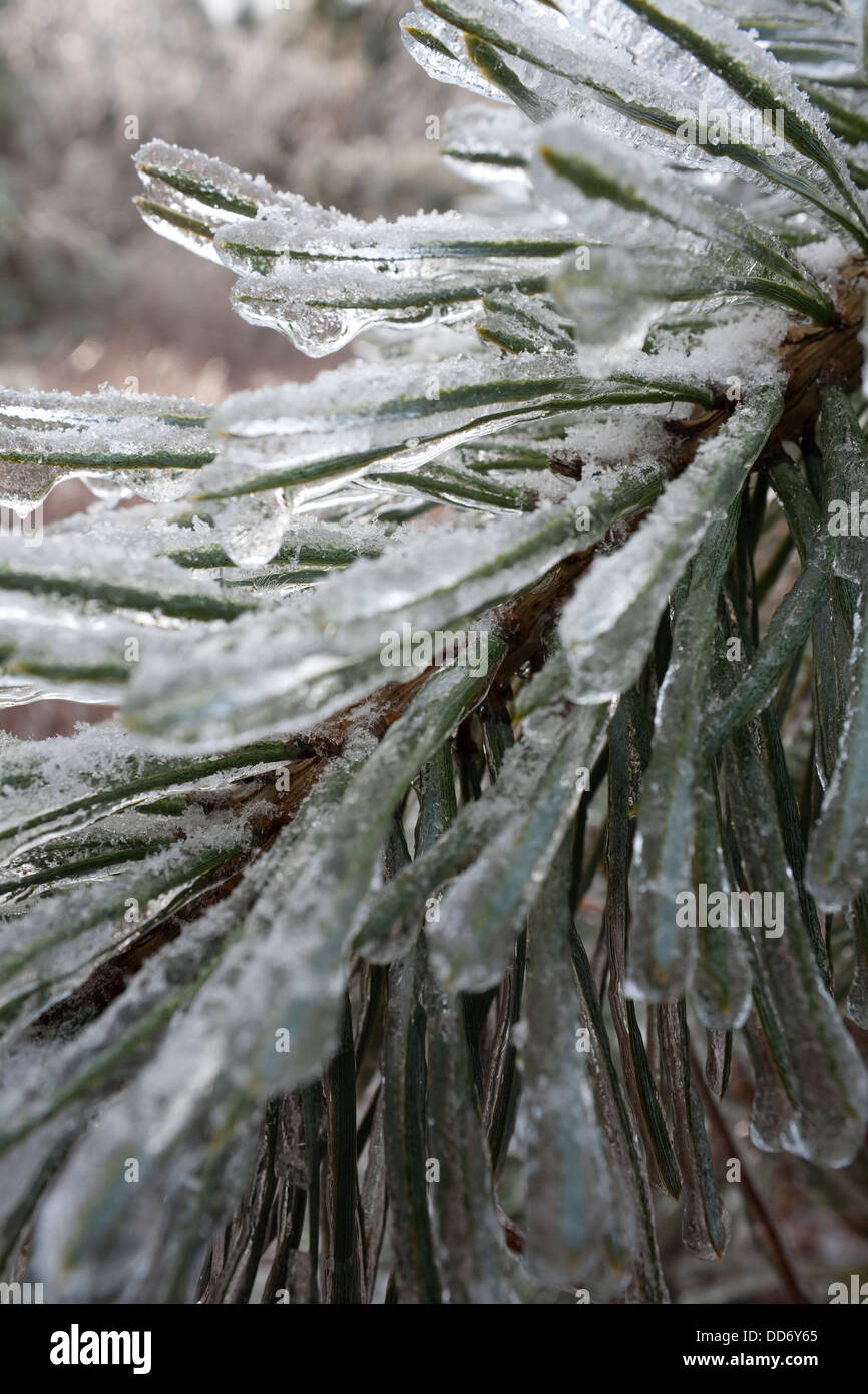 Closeup of pine needles covered with a thick layer of ice after a winter storm near London, Ontario, Canada. Stock Photo