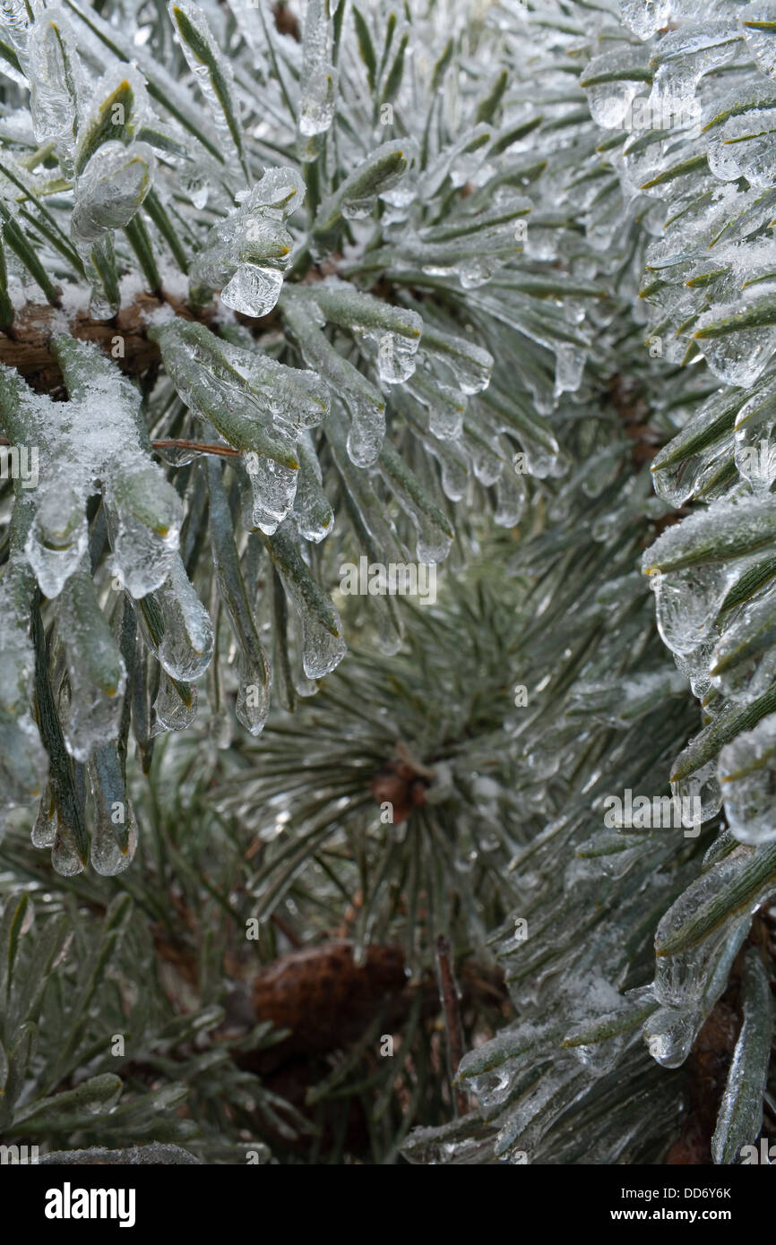 Detail shot of pine needles covered in ice after a winter storm near London, Ontario, Canada. Stock Photo